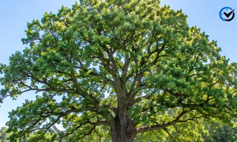 Ohio Champion Trees Lewis Center Ohio