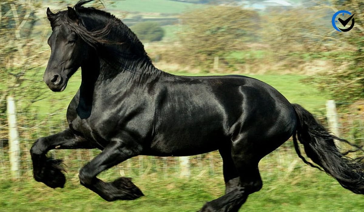 Beautiful Things That Are Black